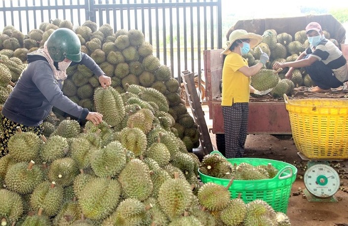 Địa bàn huyện Krông Pắk, tỉnh Đắk Lắk đang có rất nhiều kho, xưởng sầu riêng hoạt động. Ảnh: Bảo Trung