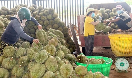 Địa bàn huyện Krông Pắk, tỉnh Đắk Lắk đang có rất nhiều kho, xưởng sầu riêng hoạt động. Ảnh: Bảo Trung
