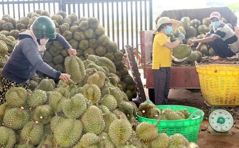 Địa bàn huyện Krông Pắk, tỉnh Đắk Lắk đang có rất nhiều kho, xưởng sầu riêng hoạt động. Ảnh: Bảo Trung