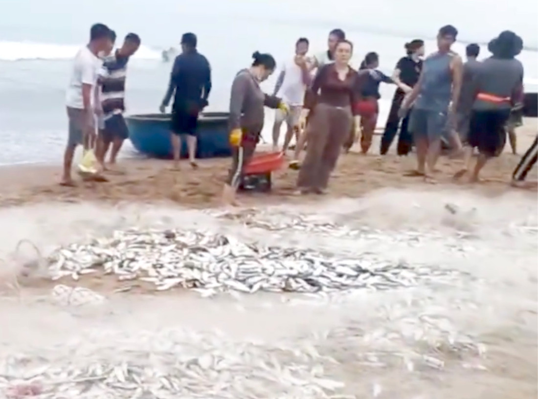 Ngư dân Quảng Bình trúng đậm hơn 1,5 tấn cá mòi gần bờ. Ảnh: Cắt từ clip