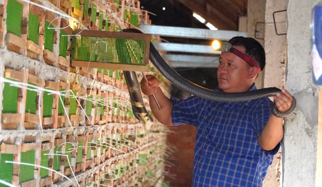 Mr. Phan Thanh Binh (My Tu, Soc Trang) is checking the snake's weight. Photo: Phuong Anh