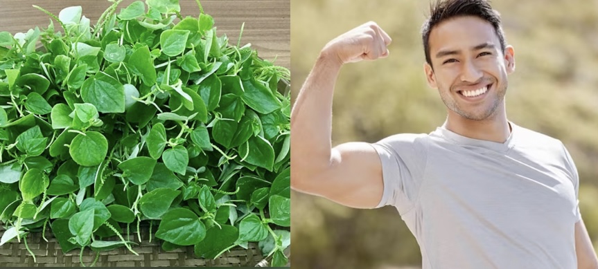 Bất ngờ với những công dụng từ rau càng cua, trong đó có giảm axit uric. Đồ hoạ: Hương Giang 