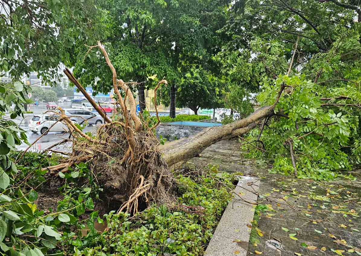 Cây xanh bật gốc tại TP Hạ Long, tỉnh Quảng Ninh. Ảnh: Đoàn Hưng