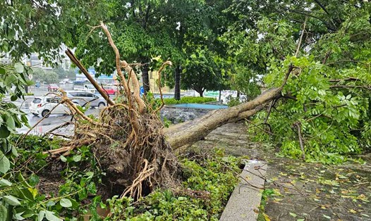 Cây xanh bật gốc tại TP Hạ Long, tỉnh Quảng Ninh. Ảnh: Đoàn Hưng