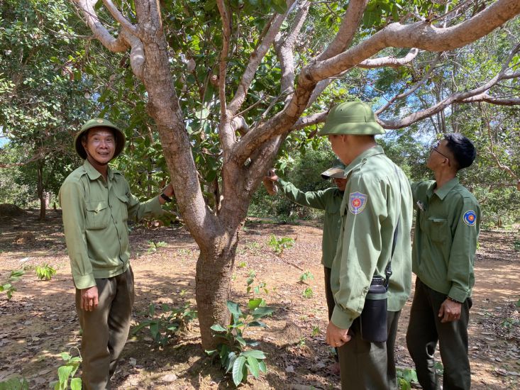Nhân viên bảo vệ rừng Ia Puch bên rẫy điều của người dân lấn chiếm đất lâm nghiệp. Ảnh: THANH TUẤN