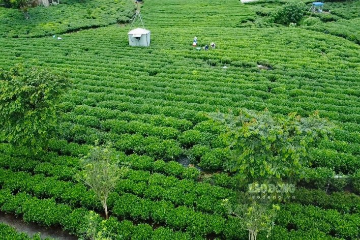 Vườn cây chè cổ có tuổi đời hàng chục đến cả trăm năm tuổi ở xã Tân Cương, TP Thái Nguyên. Ảnh: Việt Bắc.