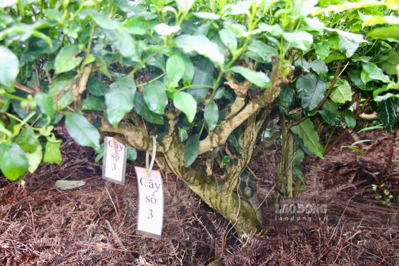 Ancient tea garden with decades to hundred-year-old trees in Tan Cuong commune, Thai Nguyen City. Photo: Viet Bac