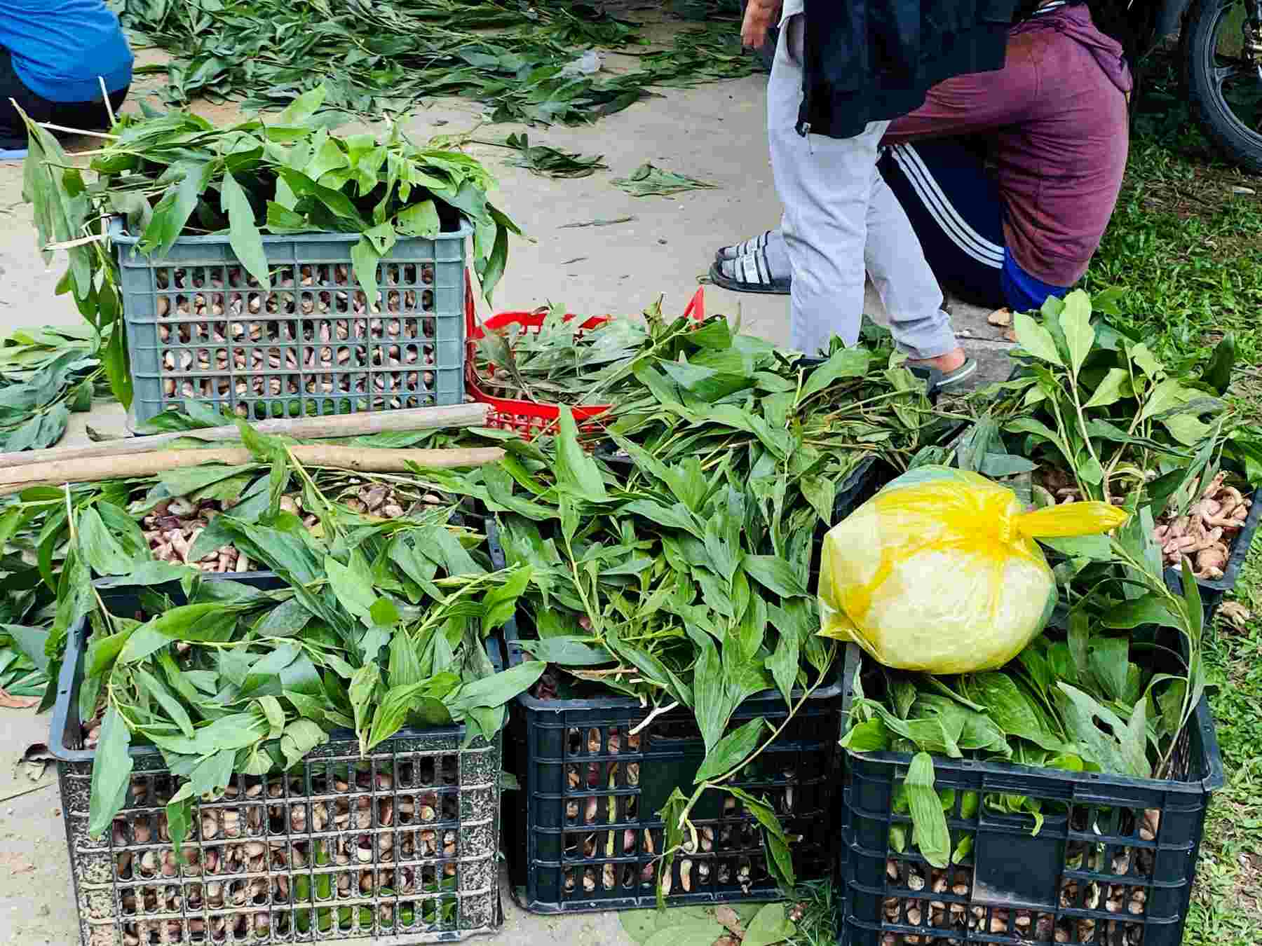 According to Ms. Ha, melaleuca mushrooms grow completely naturally, you just need to spend time in the forest to pick mushrooms and then bring them back to sell. Mushroom prices range from 30,000 - 60,000 VND, and at the beginning of the mushroom season, they rarely go up to 80,000 VND.