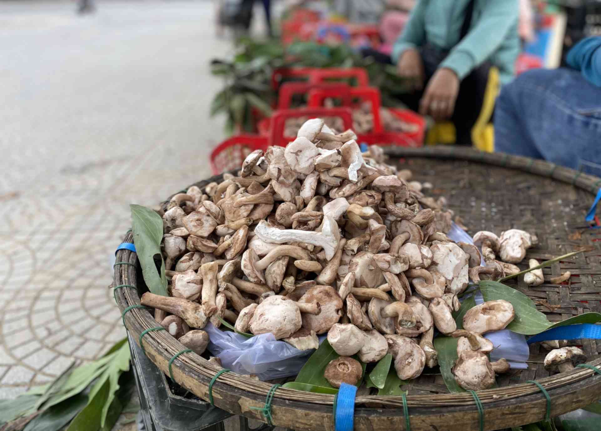 Melaleuca mushrooms are widely distributed in many places in Central Vietnam such as Thua Thien Hue, Quang Tri, Quang Binh... To collect tens of kilograms of mushrooms, people have to roam the melaleuca forests to pick them. Melaleuca mushrooms often grow abundantly after summer thunderstorms.