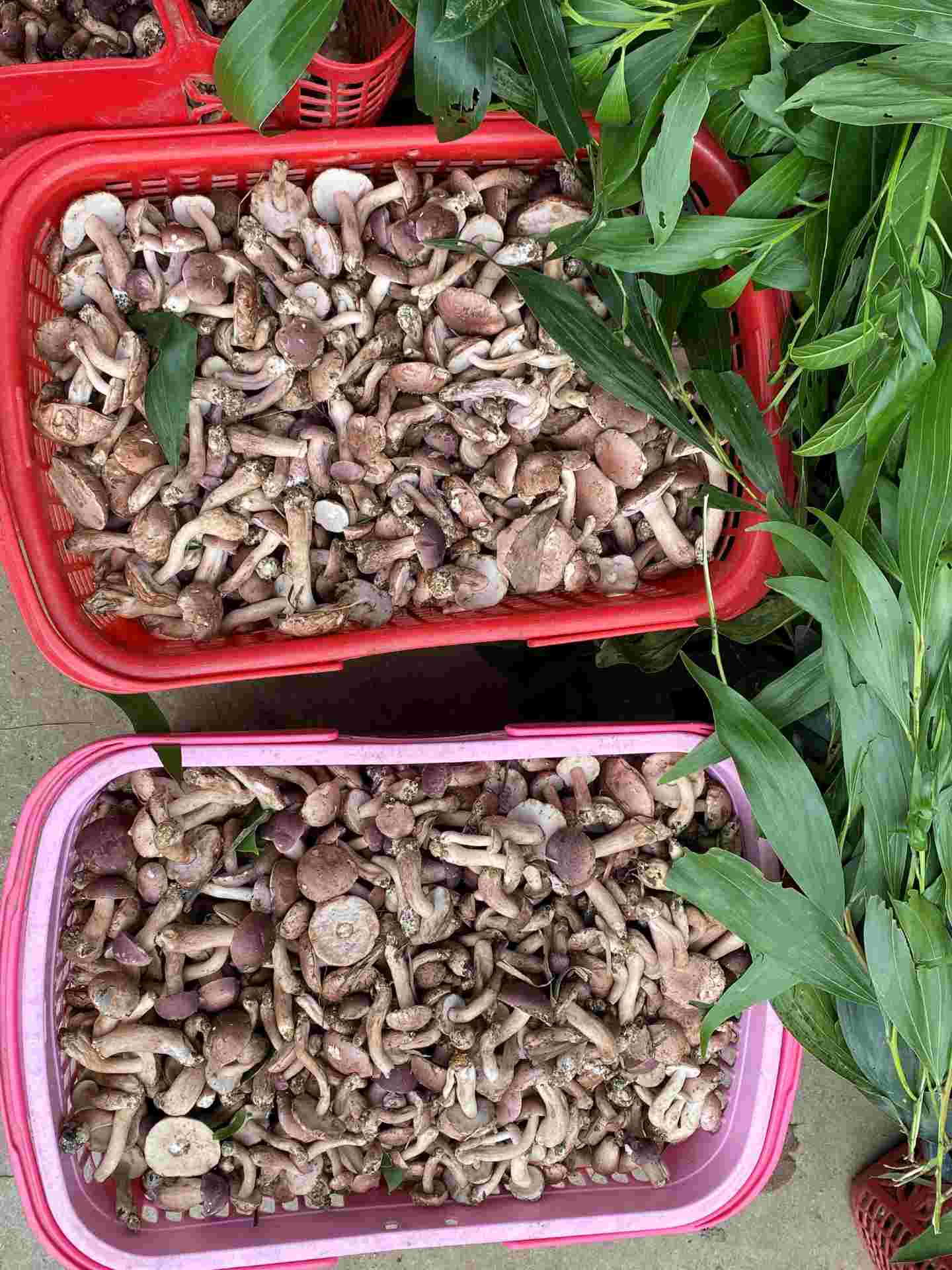 Baskets of melaleuca mushrooms are brought to the market to serve buyers.