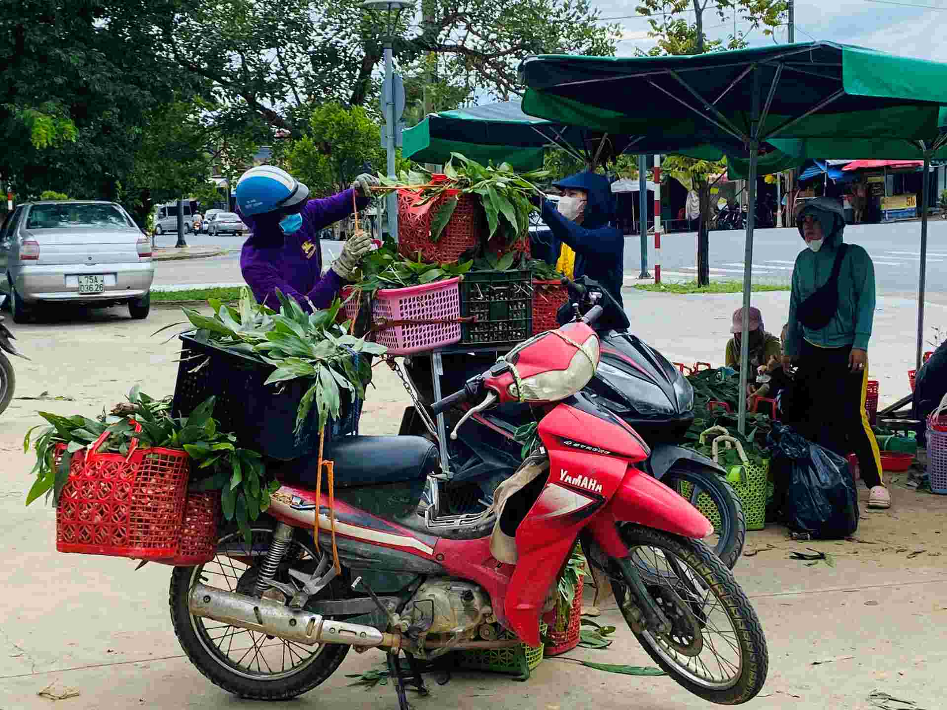 Ms. Nguyen Thi Ha (residing in Huong Tra town) said that her locality is where many melaleuca forests are planted for wood. These days, when the rain and sun appear, melaleuca mushrooms multiply and thrive.