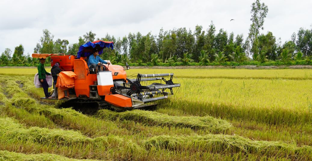 Nông dân huyện Mỹ Tú (tỉnh Sóc Trăng) đang khẩn trương thu hoạch lúa Hè thu 2024. Ảnh: Phương Anh