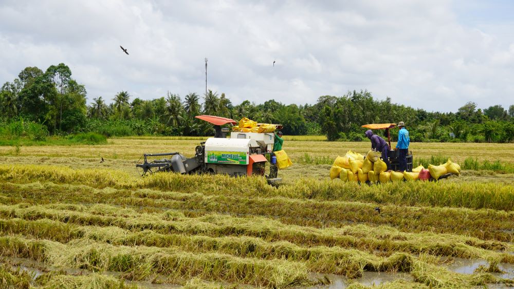 Some low-lying areas have not yet had time to drain, affecting the progress of rice harvesting by harvesters. Photo: Phuong Anh