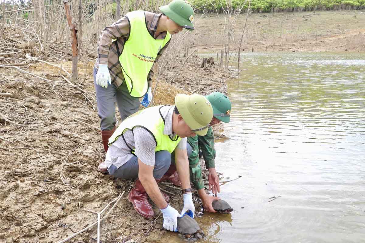 Release turtles into the wild. Photo: Tran Tuan.