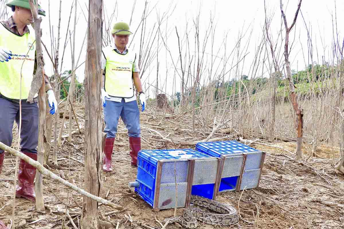 Release pythons into the wild. Photo: Tran Tuan.