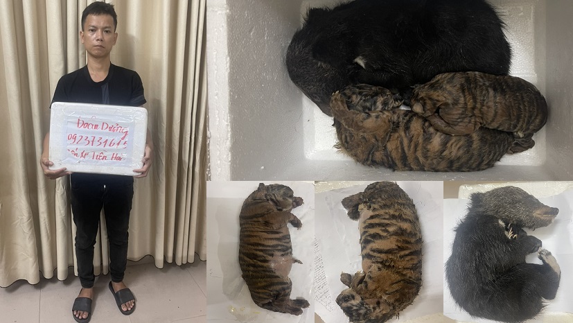 Đối tượng Dương Minh Đoàn và tang vật là 3 cá thể động vật quý hiếm đông lạnh tại cơ quan điều tra. Ảnh: Công an huyện Tiền Hải 