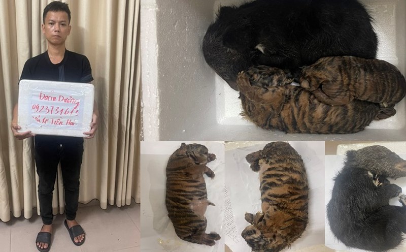 Đối tượng Dương Minh Đoàn và tang vật là 3 cá thể động vật quý hiếm đông lạnh tại cơ quan điều tra. Ảnh: Công an huyện Tiền Hải