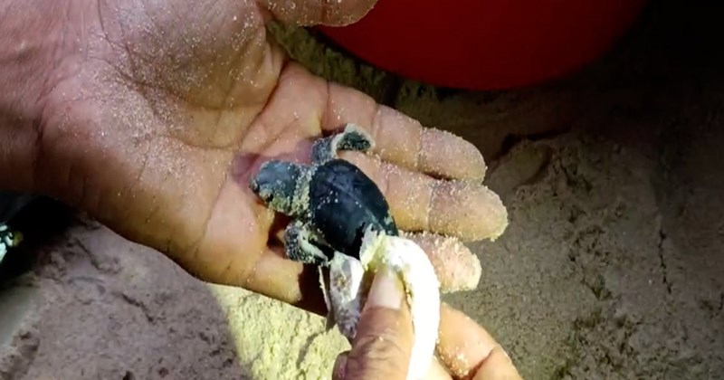 Thêm hàng chục chú rùa con chào đời trên bãi biển Bình Định