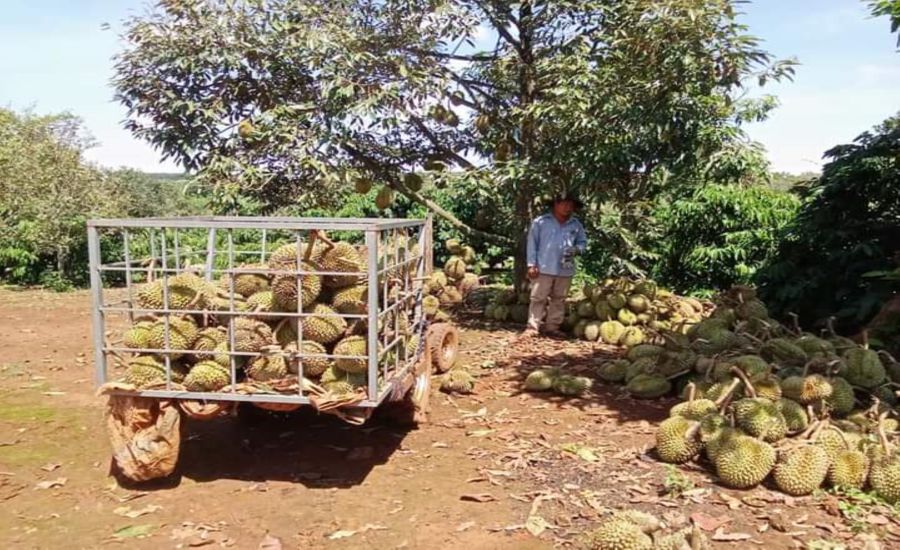 Storms have continuously occurred in recent times, causing many durian gardens of farmers in the Central Highlands to lose their fruit, causing heavy economic losses. Photo: Bao Trung