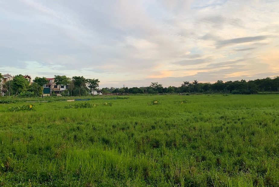 Đất nông nghiệp khi Nhà nước thu hồi, hộ gia đình, cá nhân sẽ được đền bù bằng đất hoặc tiền, tuỳ từng trường hợp cụ thể. Ảnh: Phương Anh
