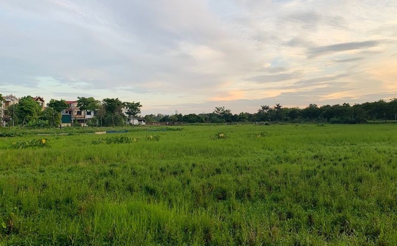 Đất nông nghiệp khi Nhà nước thu hồi, hộ gia đình, cá nhân sẽ được đền bù bằng đất hoặc tiền, tuỳ từng trường hợp cụ thể. Ảnh: Phương Anh