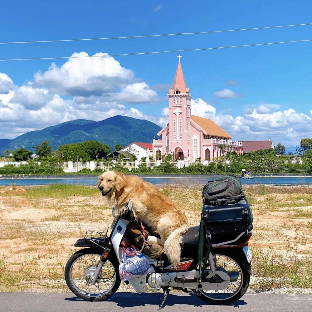 Một trong những bất tiện nhất khi du lịch cùng cún cưng, theo anh Tùng là vấn đề tìm chỗ nghỉ: “Nhiều khách sạn không nhận chó vào nên mình tìm chỗ ở khi đi du lịch khá khó khăn”. Ảnh: Thanh Tùng