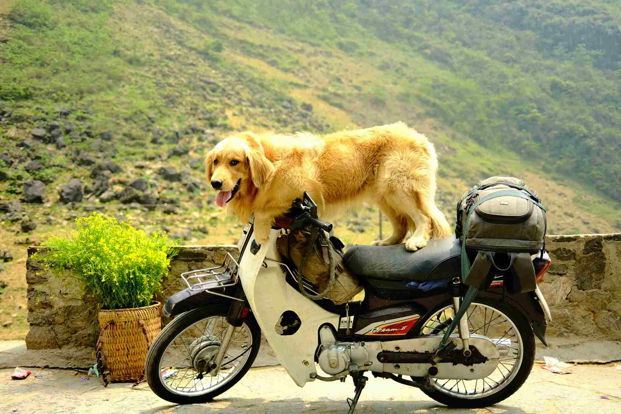 Unlike most people, Mr. Thanh Tung (living in Da Lat) has a very special companion, a puppy named Canon.