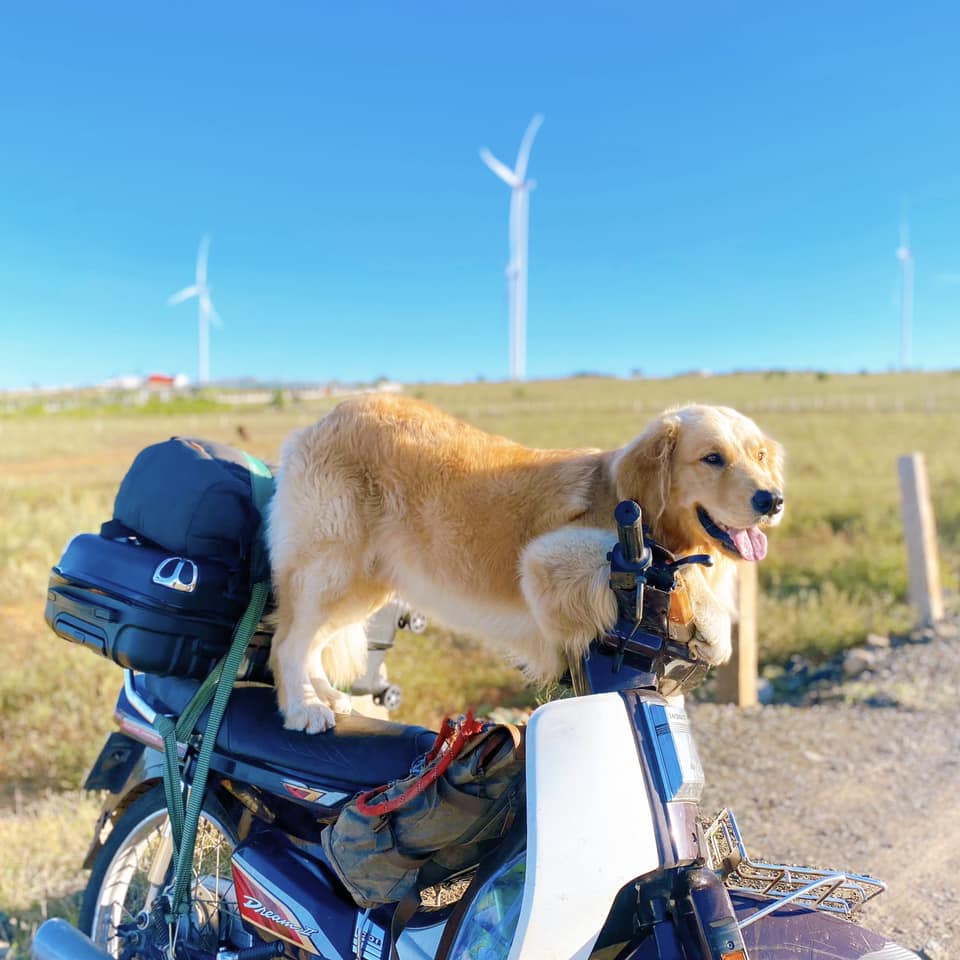 Besides luggage and necessary belongings, dogs are the companions of male tourists on most trips from North to South.