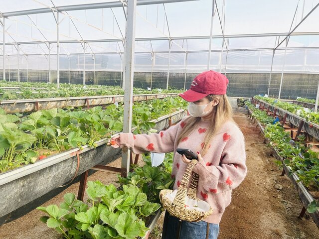 Thành phố Đà Lạt đang phát triển sản phẩm OCOP theo hướng sản xuất hữu cơ, nông nghiệp sinh thái. Ảnh: Mai Hương