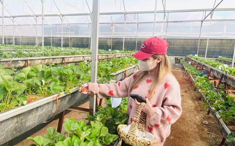 Da Lat city is developing OCOP products in the direction of organic production and ecological agriculture. Photo: Mai Huong