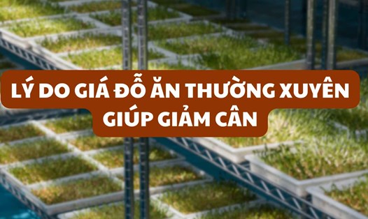 Lý do giá đỗ ăn thường xuyên giúp giảm cân