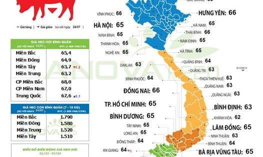 Giá lợn hơi đã hạ nhiệt 5 giá so với hơn 1 tháng trước đây. Nguồn: Anova Feed.