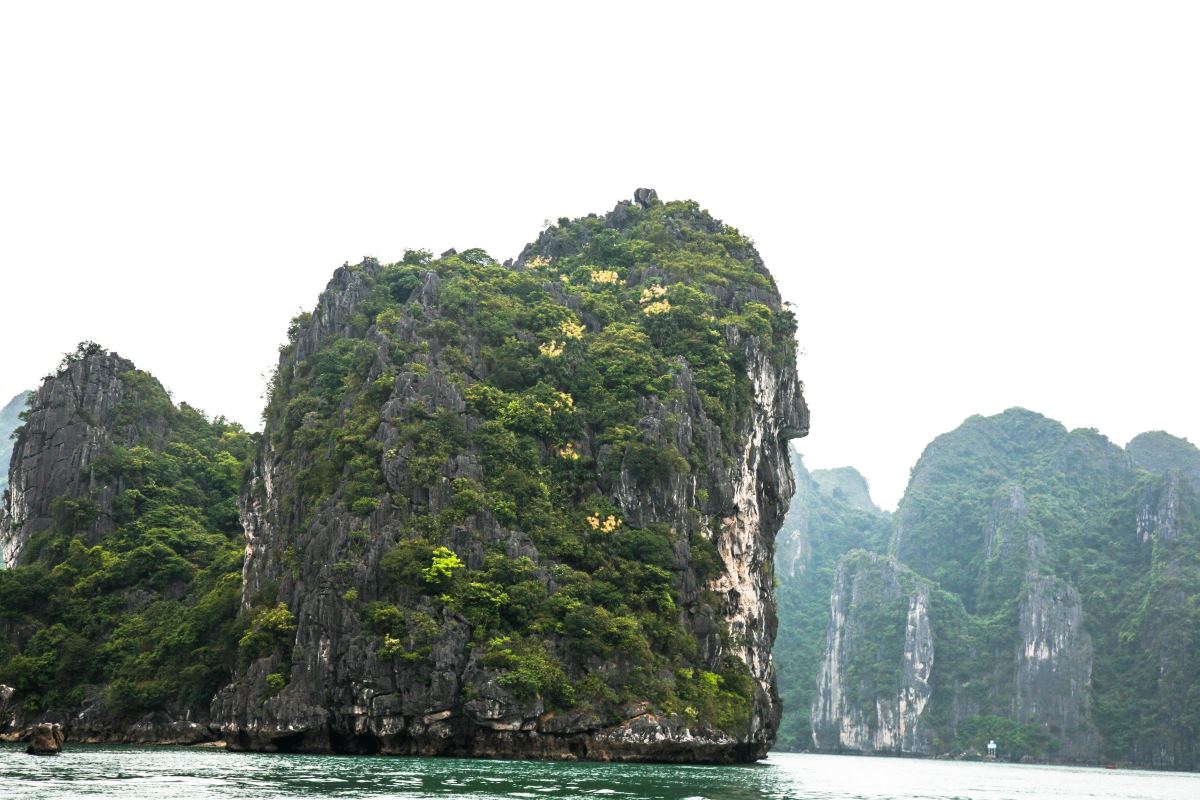 Cọ Hạ Long - một trong những loài cây đặc hữu của vịnh Hạ Long - khoe sắc vàng trên các đỉnh núi giữa vịnh. Ảnh: Ban Quản lý vịnh Hạ Long