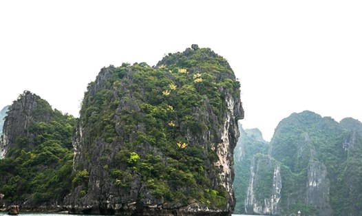 Cọ Hạ Long - một trong những loài cây đặc hữu của vịnh Hạ Long - khoe sắc vàng trên các đỉnh núi giữa vịnh. Ảnh: Ban Quản lý vịnh Hạ Long