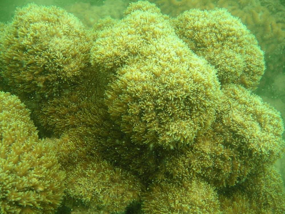 Coral on Ha Long Bay shows good signs of recovery. Photo: Ha Long Bay Management Board