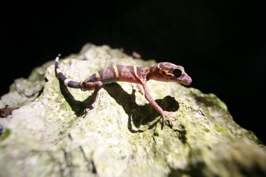 Eyelid gecko - endemic species, only recorded in the Ha Long - Cat Ba area - found in Cap La island area, Ha Long Bay. Photo: Ha Long Bay Management Board