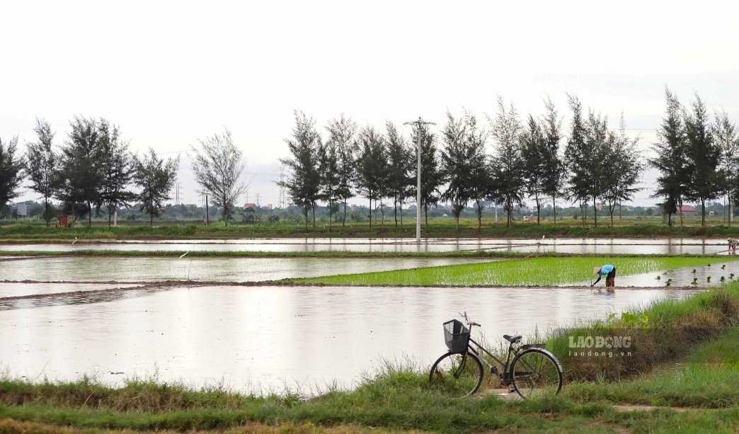 Đất nông nghiệp bao gồm một số loại như đất trồng cây hàng năm (gồm đất trồng lúa và đất trồng cây hàng năm khác); đất trồng cây lâu năm; đất rừng sản xuất, đất làm muối... Ảnh minh họa: Phan Anh