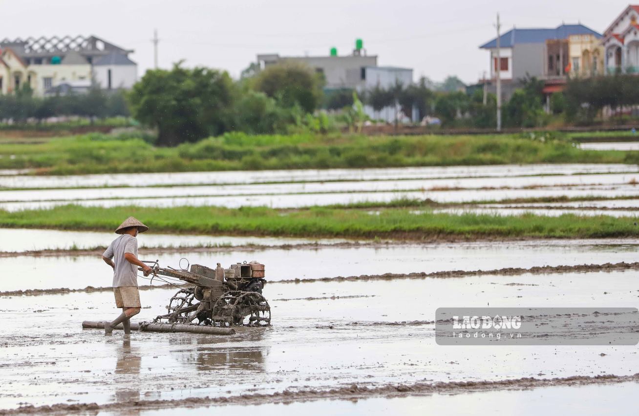 Agricultural land includes several types such as land for growing annual crops (including land for growing rice and land for growing other annual crops); land for growing perennial crops; Production forest land, salt production land... Illustration photo: Phan Anh