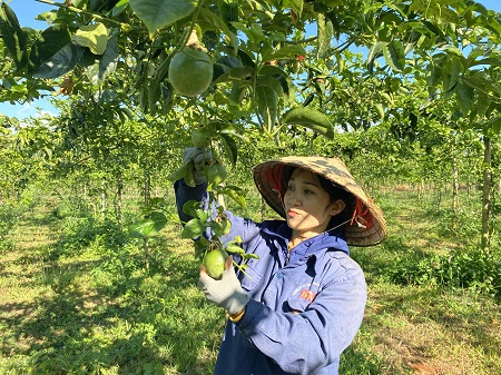 Công nhân chăm sóc vườn chanh dây ở huyện Mang Yang. Ảnh: Thanh Tuấn 