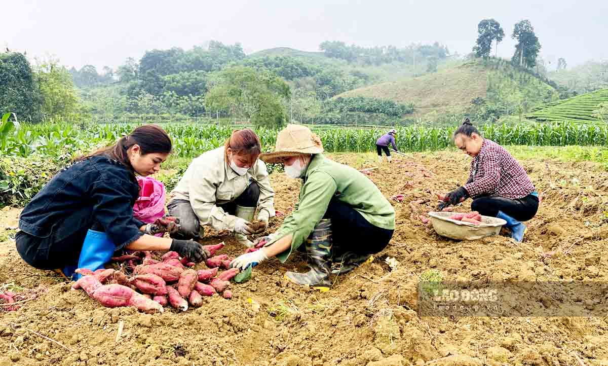 Ông Hoàng Thanh Tịnh - Chủ tịch UBND huyện Vị Xuyên cho biết, cùng với sự quan tâm, đầu tư của Nhà nước bộ mặt nông thôn của huyện đã có thay đổi rất lớn đặc biệt là hạ tầng giao thông. Cùng với đó, địa phương đang có hơn 2.700 ha chè Shan Tuyết với sản lượng hơn 8.000 tấn/năm cùng 2.800 ha cây thảo quả, đây đều là những cây trồng mang lại thu nhập cao cho người dân.