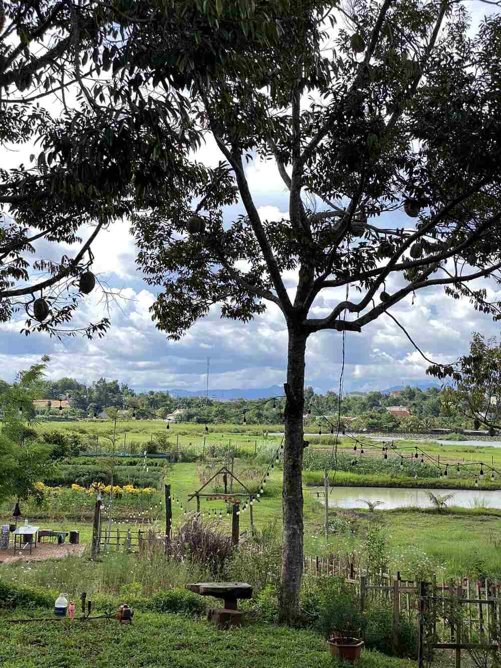 If you have plenty of time, you can also go to two famous spots: ancient pine trees and tea lake. These two locations are on the same route as the road to Chu Dang Ya volcano, so it is quite convenient.