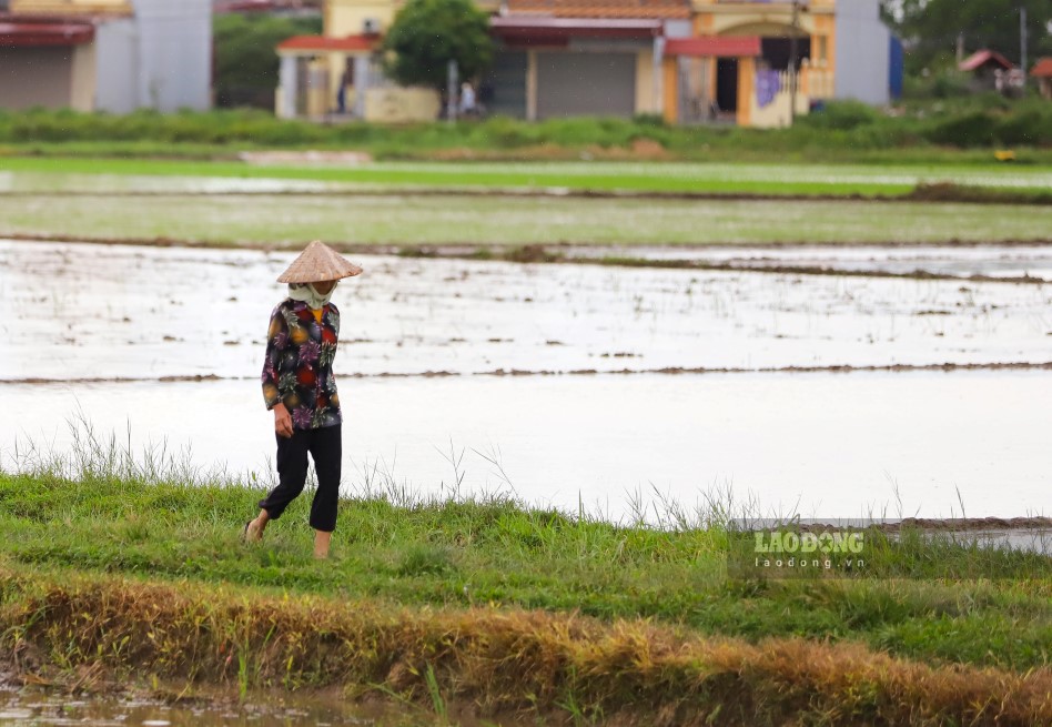 Agricultural land includes several types such as land for growing annual crops (including land for growing rice and land for growing other annual crops); land for growing perennial crops; Production forest land, salt production land... Illustration photo: Phan Anh.