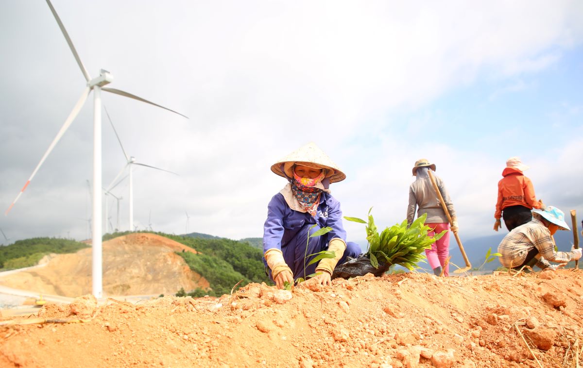 Planting trees to prevent landslides next to wind power projects in mountainous areas of Quang Tri province. Photo: Hung Tho.