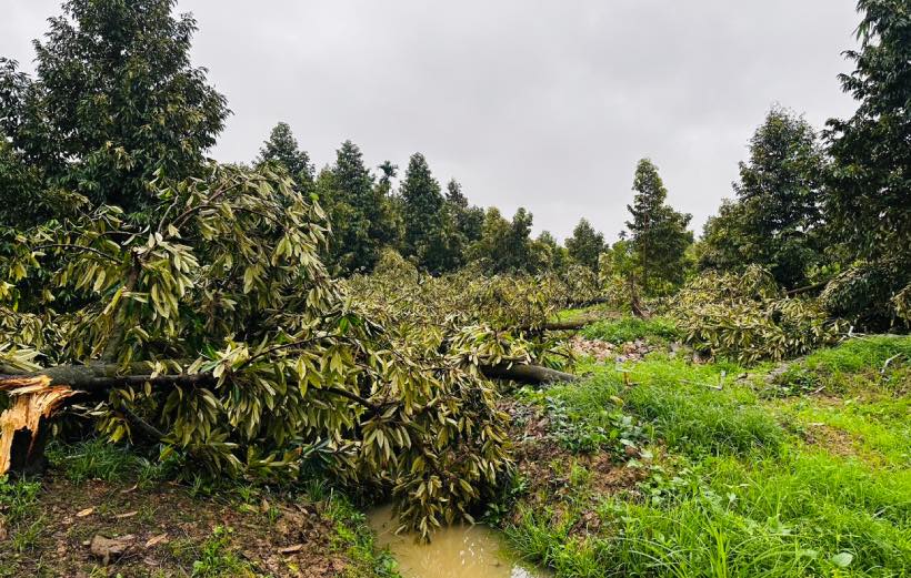 The tornado also broke 4 hectares of fruit trees and crops (of which more than 1 hectare of durian trees were irreversibly damaged, and 3 hectares of other trees were uprooted and had their branches broken). 15 greenhouses for nursery seedlings were damaged, with an area of ​​more than 15,000 square meters collapsed.