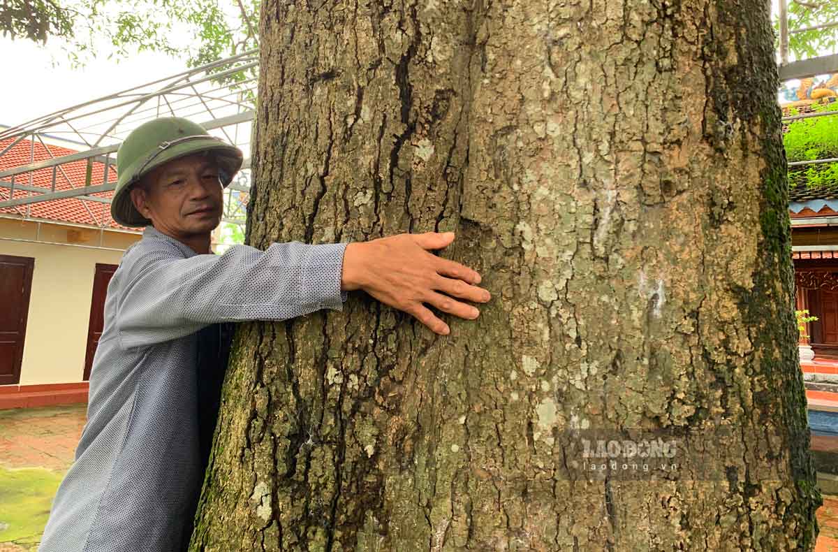 The tree has an upright shape, luxuriant green leaves, and provides shade