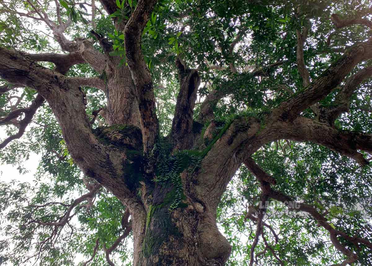 The tree has an upright shape, luxuriant green leaves, and provides shade