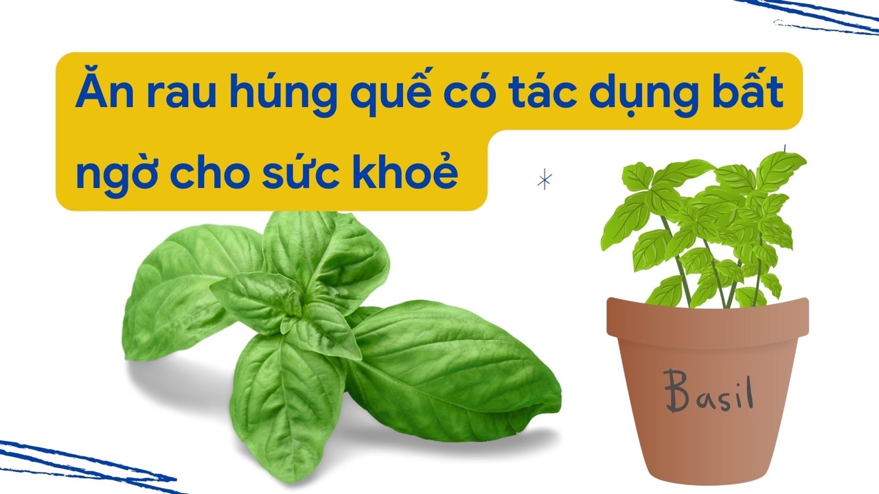 Tác dụng tuyệt vời của rau húng quế với sức khoẻ. Ảnh ghép: HƯƠNG SƠN