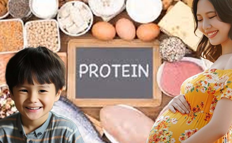 Chế độ ăn uống protein theo từng giai đoạn của cuộc đời. Đồ hoạ: Thiện Nhân