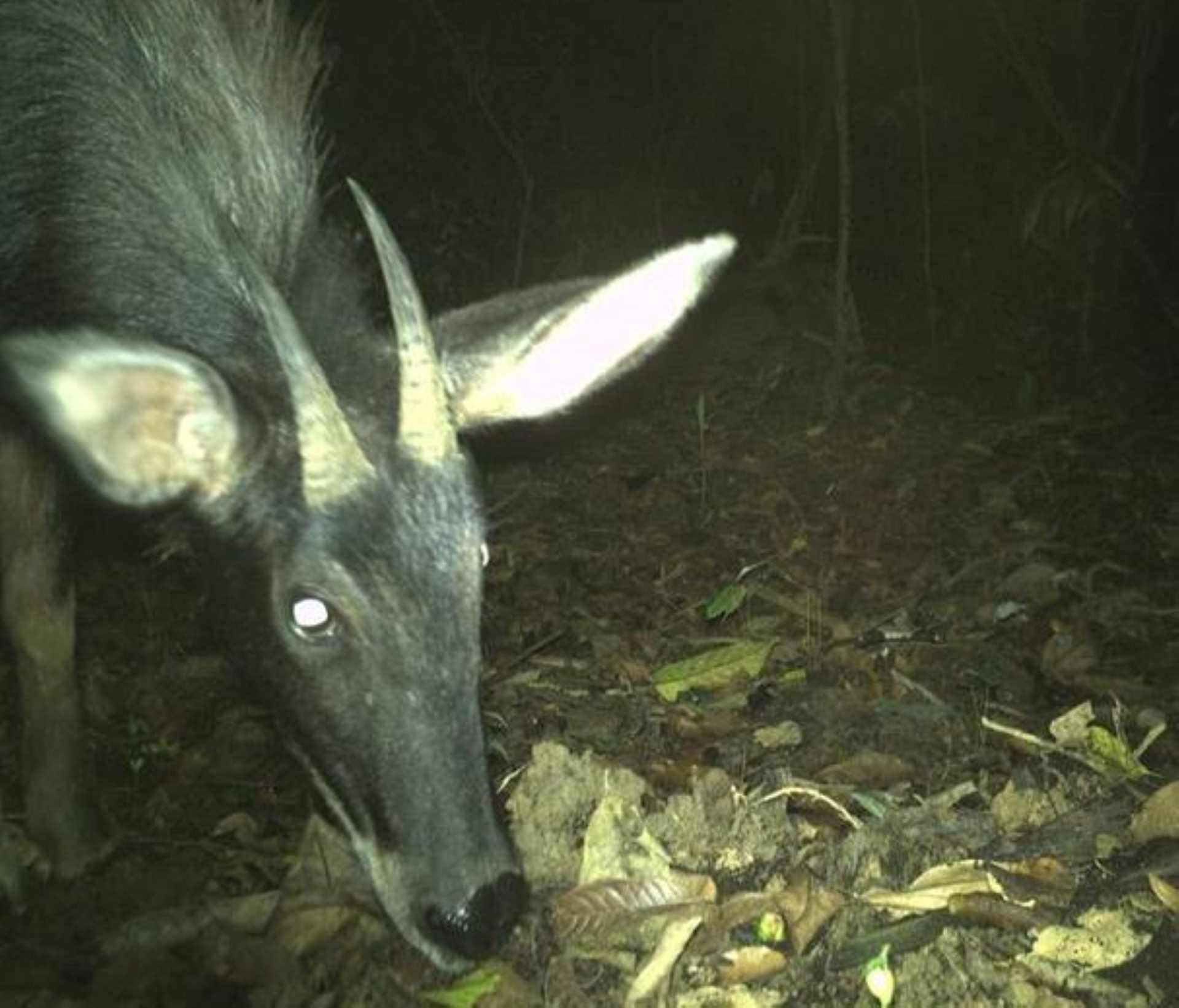 Sơn dương phát hiện qua bẫy ảnh ở Khu bảo tồn Sao La. Ảnh: Nguyễn Thanh.