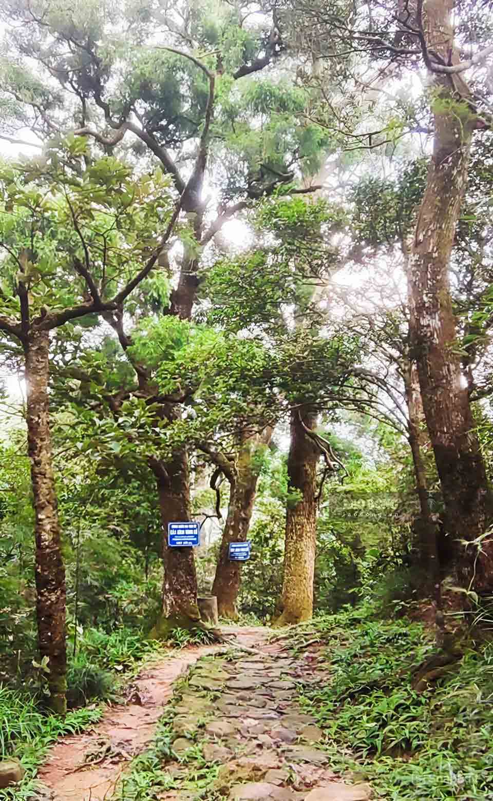 Tung Yen Tu Street (Quang Ninh)